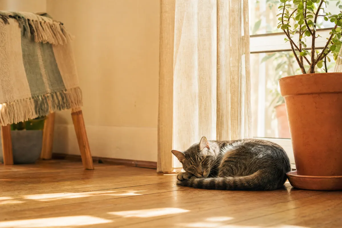 Gato tigrado dormindo enrolado numa mancha de sol no chão de madeira, ao lado de uma janela com cortina de linho