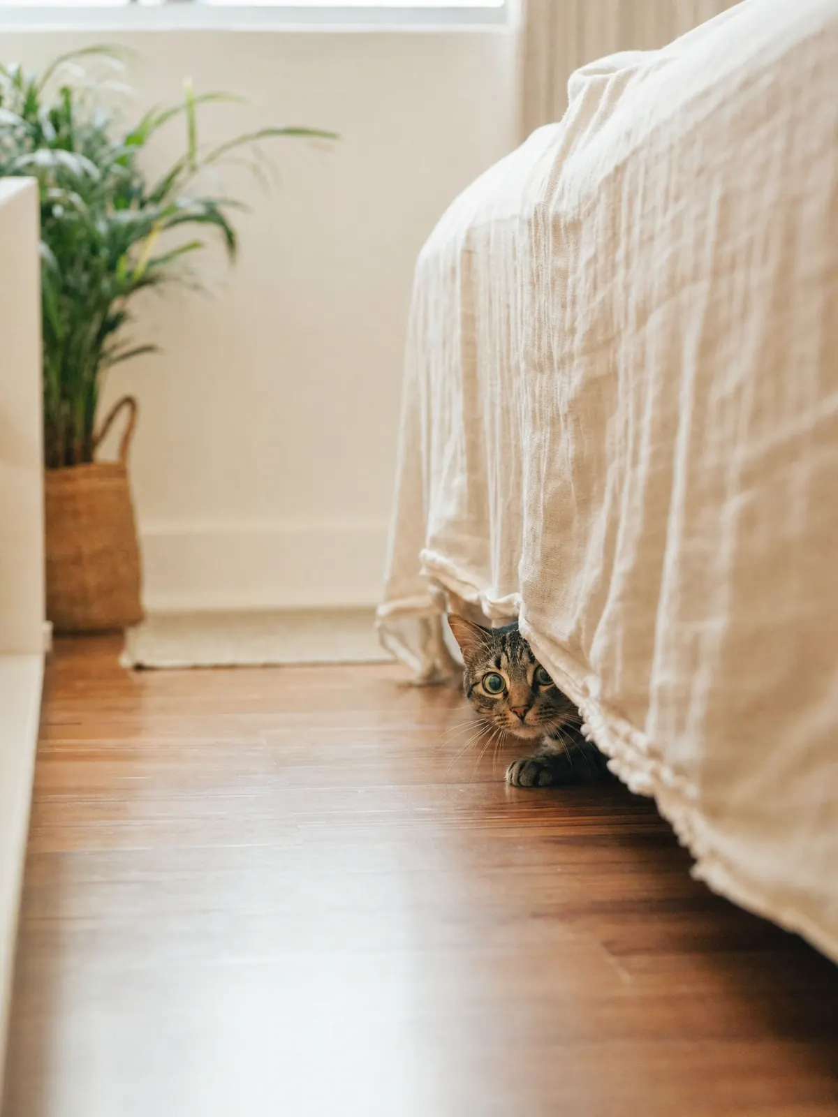 Gato tigrado espiando de baixo da cama, escondido atrás da borda da colcha